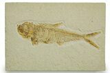 Bargain, Detailed Fossil Fish (Diplomystus) - Wyoming #373806-1
